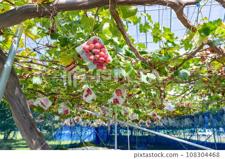 高品質紅葡萄 Queen Rouge 葡萄架 108304468