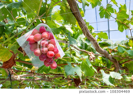 High quality red grapes Queen Rouge grape shelf High quality red grapes Queen Rouge grape shelf 108304469