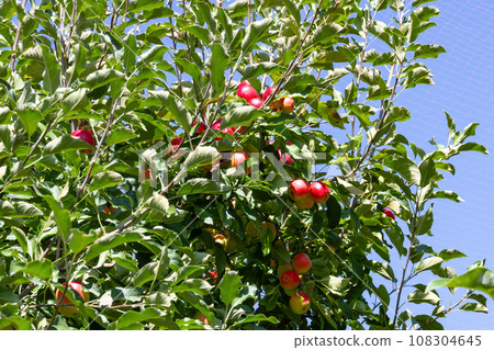 Princess apple tree Princess apple tree 108304645