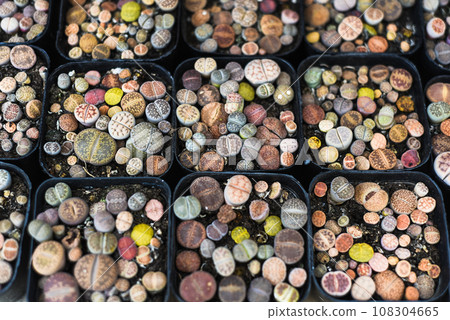 Many potted Lithops succulents (pebble plants or living stones) pebble plants or living stonesat a flower market Many potted Lithops succulents (pebble plants or living stones) pebble plants or living stonesat a flower market 108304665
