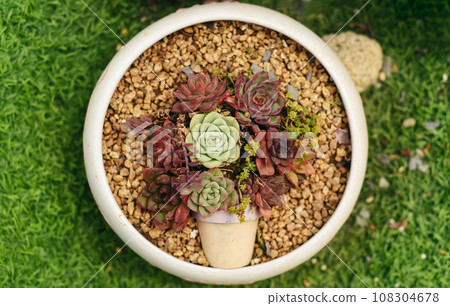 Creative idea to decor house plants with succuletns at home 108304678