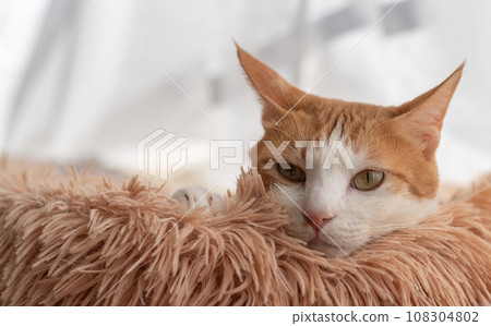 Cat resting its face on the cushion, brown tabby white 108304802