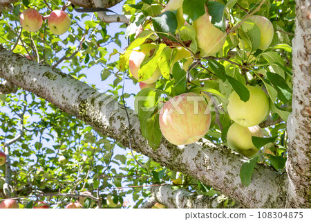 Apple farm (red apple) Apple picking Apple orchard Apple farm (red apple) Apple picking Apple orchard 108304875