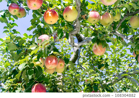 Apple farm (red apple) Apple picking Apple orchard Apple farm (red apple) Apple picking Apple orchard 108304882