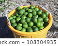 Full of sudachi baskets 108304935
