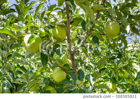 Apple farm (Wanglin) Apple picking Apple orchard Apple farm (Wanglin) Apple picking Apple orchard 108305021