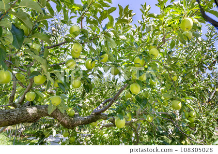 Apple farm (Wanglin) Apple picking Apple orchard Apple farm (Wanglin) Apple picking Apple orchard 108305028
