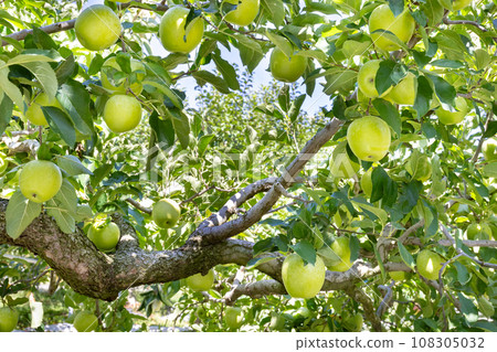 Apple farm (Wanglin) Apple picking Apple orchard 108305032