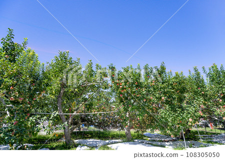 Apple farm (Orin & Red Apple) Apple picking Apple orchard 108305050