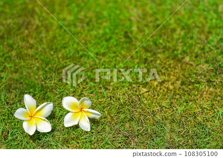 One white plumeria on the ground close up 108305100