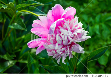 Pink peony on a background of green leaves Pink peony on a background of green leaves 108305117