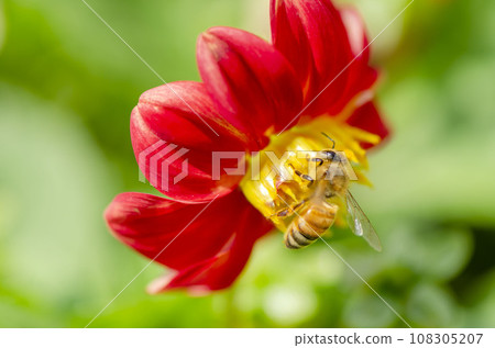 蜜蜂 蜜蜂 108305207