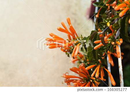 Pyrostegia venusta, also commonly known as flamevine or orange trumpet vine Pyrostegia venusta, also commonly known as flamevine or orange trumpet vine 108305277