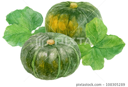 兩個南瓜 兩個南瓜葉水彩插圖 108305289
