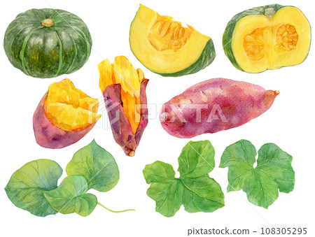南瓜和紅薯材料的集合，水彩插圖，美味的水果和葉子 108305295