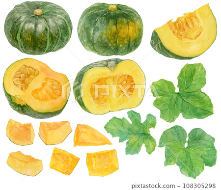 Pumpkin and pumpkin leaf material collection watercolor illustration 108305298