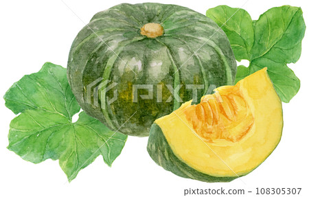 切南瓜和大南瓜與南瓜葉的水彩插圖 108305307