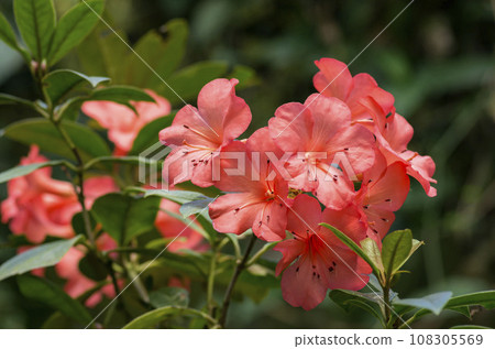 Vire rhododendron Vire rhododendron 108305569