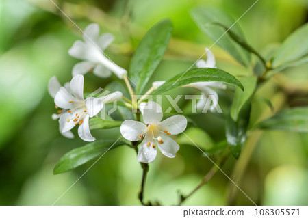 Vire rhododendron Vire rhododendron 108305571