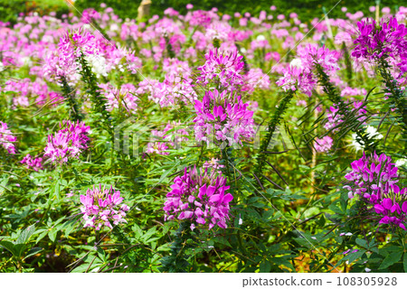 Field of Cleome spinosa flowers or spiny spiderflower in Da Lat in Vietnam Field of Cleome spinosa flowers or spiny spiderflower in Da Lat in Vietnam 108305928