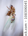 Cicadas emerging 108306045