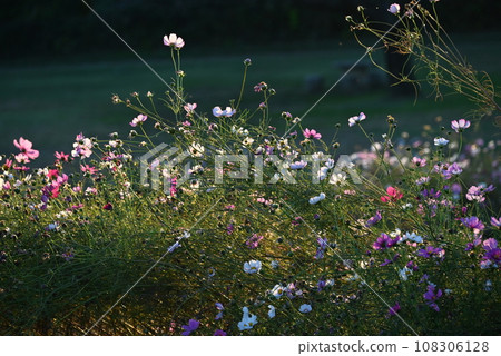 Cosmos flowers shine beautifully in the soft autumn evening sunlight Cosmos flowers shine beautifully in the soft autumn evening sunlight 108306128