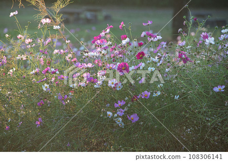 Cosmos flowers shine beautifully in the soft autumn evening sunlight Cosmos flowers shine beautifully in the soft autumn evening sunlight 108306141