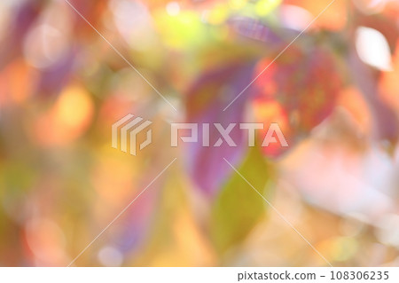 Out-of-focus of autumn leaves of dogwood [Bokeh] [Blur] 108306235