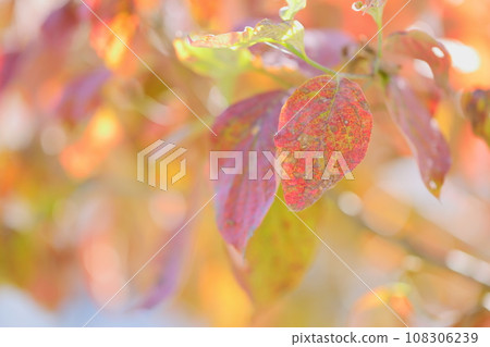 Close-up of autumn leaves of dogwood Close-up of autumn leaves of dogwood 108306239