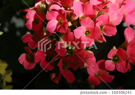 紅色長壽花盛開的特寫 紅色長壽花盛開的特寫 108306241
