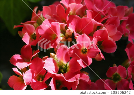 紅色長壽花盛開的特寫 紅色長壽花盛開的特寫 108306242