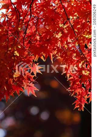 色彩鮮豔的楓葉【黑色背景】【深色背景】 色彩鮮豔的楓葉【黑色背景】【深色背景】 108306249
