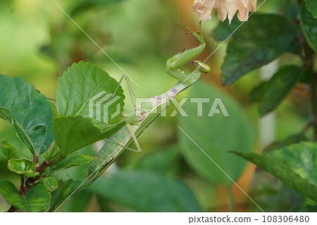 螳螂瞄準獵物 螳螂瞄準獵物 108306480