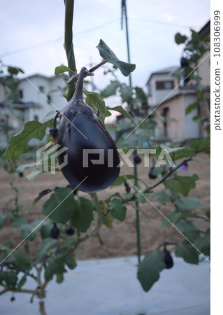 茄子收穫前 108306999