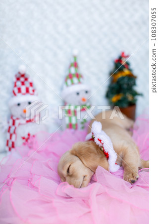 小狗 Kaninhen 臘腸犬穿著聖誕服裝 108307055