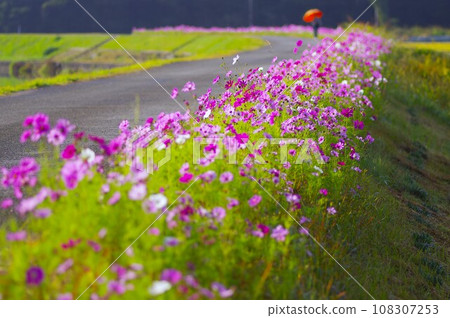 A roadside landscape where cute cosmos bloom softly A roadside landscape where cute cosmos bloom softly 108307253
