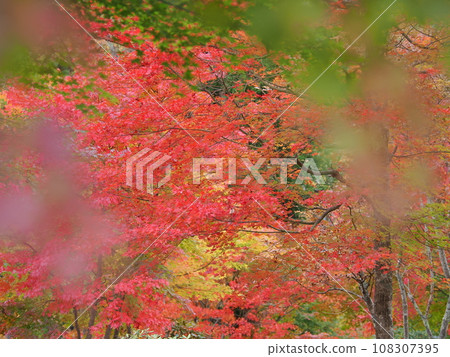 秋葉的影像(福島縣土越站前) 秋葉的影像(福島縣土越站前) 108307395