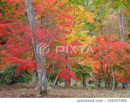 Image of autumn leaves (in front of Tonohetsuri Station, Fukushima Prefecture) Image of autumn leaves (in front of Tonohetsuri Station, Fukushima Prefecture) 108307400