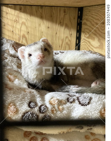 ferret ferret 108307449