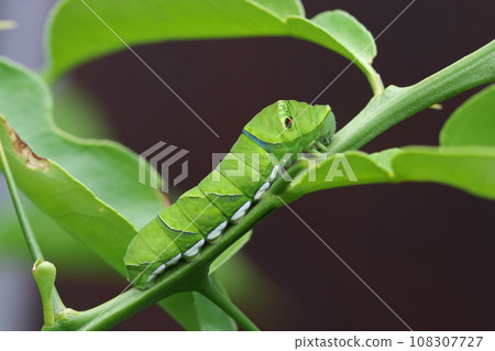 The larvae of the nemiagrass The larvae of the nemiagrass 108307727