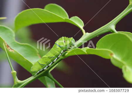 The larvae of the nemiagrass The larvae of the nemiagrass 108307729