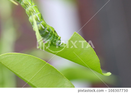 The larvae of the nemiagrass The larvae of the nemiagrass 108307730