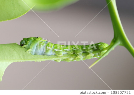 The larvae of the nemiagrass 108307731
