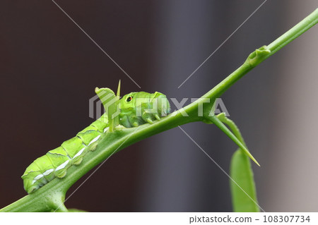 The larvae of the nemiagrass The larvae of the nemiagrass 108307734