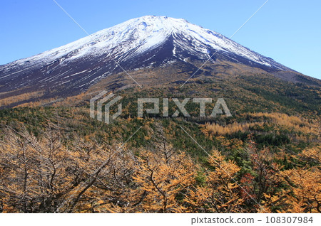 Mt. Fuji and larch seen from the garden Mt. Fuji and larch seen from the garden 108307984