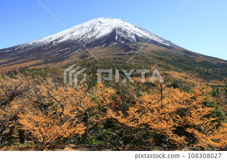 Mt. Fuji and larch seen from the garden Mt. Fuji and larch seen from the garden 108308027