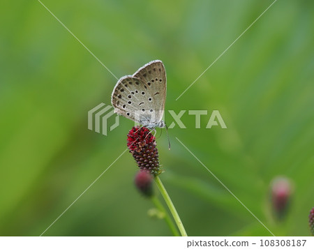 Affiliation 108308187