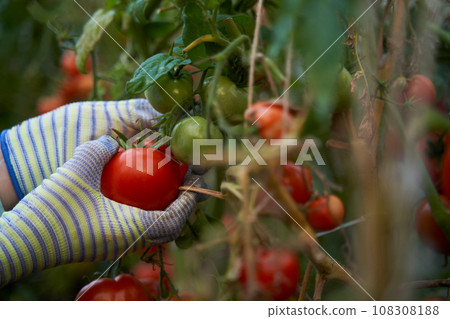 Woman harvesting tomatoes in a greenhouse. Farm for growing vegetables. 108308188
