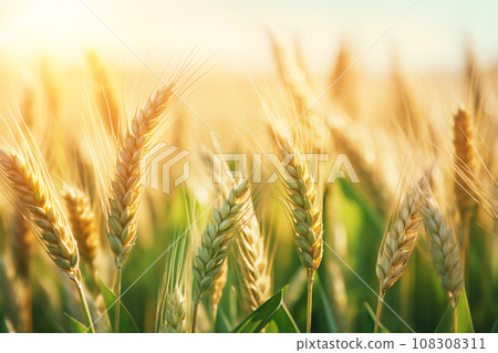 Ears of Wheat Ripening in the Morning Light 108308311