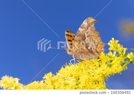 黃鉤蛺蝶 108308492